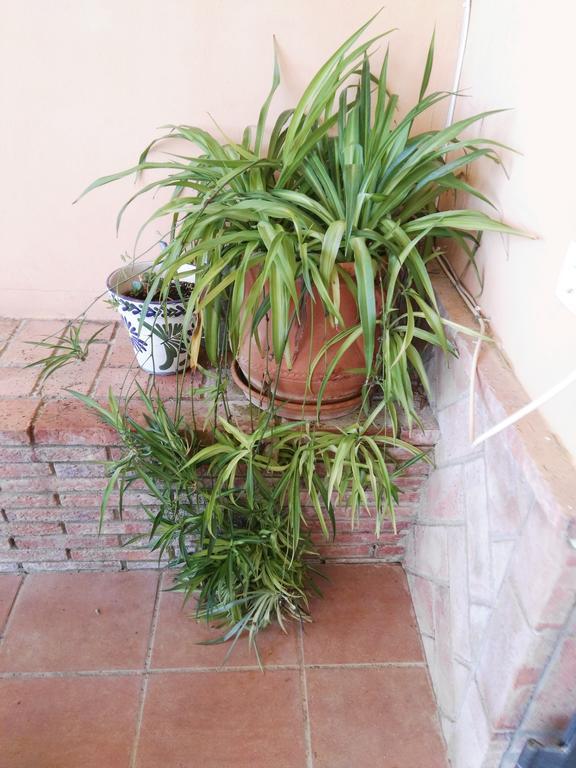 Casa Rural Oregano Carmona  Buitenkant foto